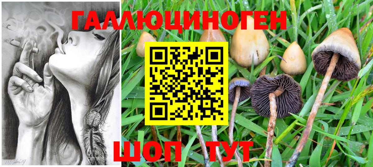 Галлюциногенные грибы Psilocybine cubensis Коряжма